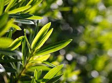 Load image into Gallery viewer, NaturaverdePro - Tea Tree Roll On Wax